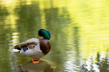 Mallard or wild duck Anas platyrhynchos male on a stone on a lake. Beautiful waterfowl. Close up