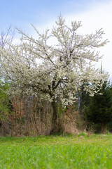 Fototapeta premium Obstbaum blühend Apfelbaum Kirschbaum Birnbaum