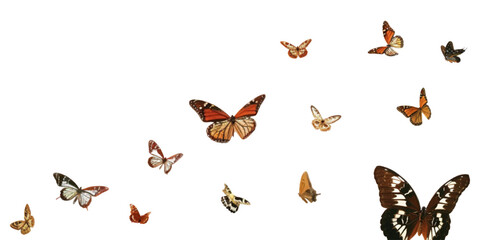 Fototapeta premium A group of butterflies flying on a white background