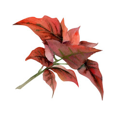 Christmas poinsettia, red winter flower leaves rosette. Watercolor hand drawn botanical illustration, single object isolated on white. Xmas, happy new year festive, noel navidad holiday. Cards, gifts