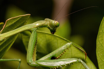 closeup of a praying mantis