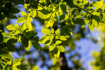 Beautiful, harmonious forest detail, with hornbeam leaves in springtime