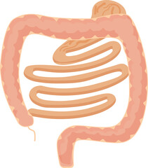 Detailed vector graphic of the human colon, important for education and health design
