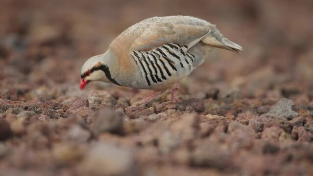 Chukar partridge Alectoris chukar foraging along rocky area, telephoto low angle