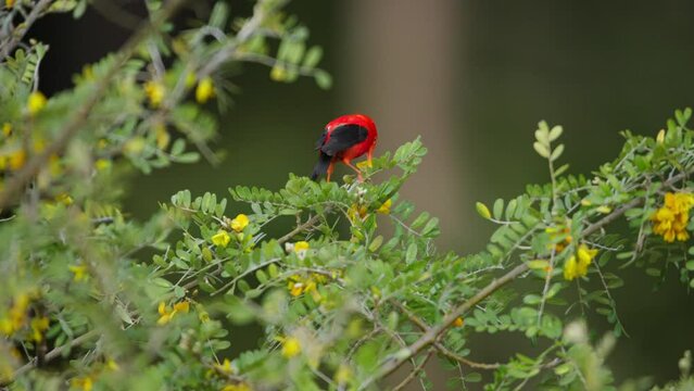 Hawaiian honeycreeper forages for nectar from flowers in forest canopy, telephoto