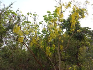 Yellow flowers that are inflorescence hanging from the flowering trees in the summer of India the Indian people called Ratchapruek  The scientific name is Cassia fistula.Cassia Fistula Yellow Flowers 