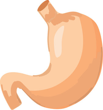 recommend clip art: Detailed and informative human stomach anatomy illustration with vector design for educational. Medical