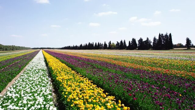 Field aerial video of Ranunculus in Kibbutz Nir Yitzhak