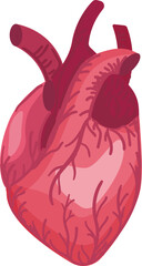 Detailed and realistic human heart anatomy vector illustration for medical, cardiology, and biological healthcare education. Ideal for teaching, study, and clinical representation