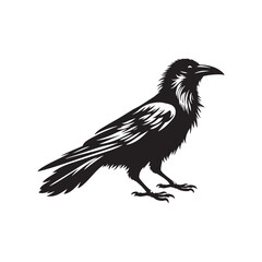 Crow Vector Silhouette: Bold Black Vector Art Capturing the Mysterious Aura and Intelligence of These Iconic Birds - Crow Illustration.