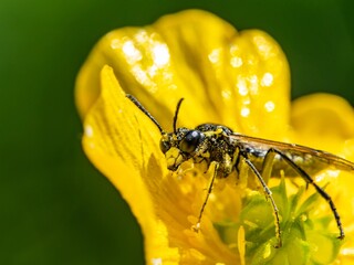 Close up macro photograph of the Yellow sided clover sawfly common insect. Sitting on a buttercup flower in spring UK