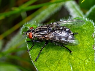 Diptera Meat Fly Insect On a leaf. Flesh fly (Sarcophaga) Housefly called Mosca-Doméstica-Menor (scientific name Musca domestica)