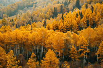 The most beautiful yellow autumn forest in the world  - Powered by Adobe