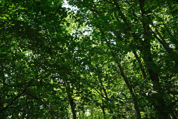 Fototapeta premium 화창한 봄에 울창한 나무숲과 오솔길이 어우러진 대한민국의 산길 배경화면