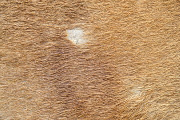 Close up of brown cow skin. 