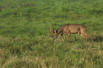 A buck Roe Deer, Capreolus capreolus, walking across a field.