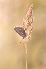 Motyl Modraszek Ikar na łące na jasnym tle.