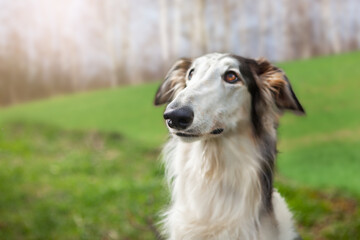 Portrait of a dog, Russian Borzoi, black and white, graceful long muzzle, close-up, against the backdrop of a landscape, field and blue sky. Close-up of a dog's face, shot with a wide-angle lens.