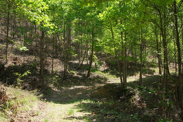 화창한 봄에 울창한 나무숲과 오솔길이 어우러진 대한민국의 산길 배경화면