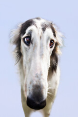 Portrait of a dog, Russian Greyhound, black and white.