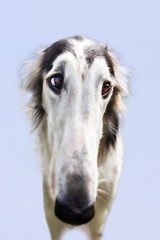 Fototapeta premium Portrait of a dog, Russian Greyhound, black and white.