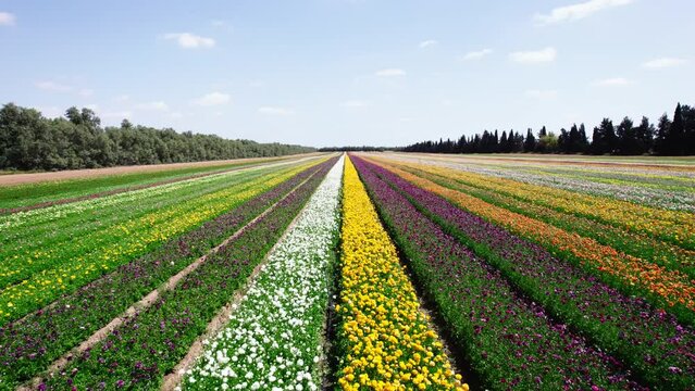 Field aerial video of Ranunculus in Kibbutz Nir Yitzhak
