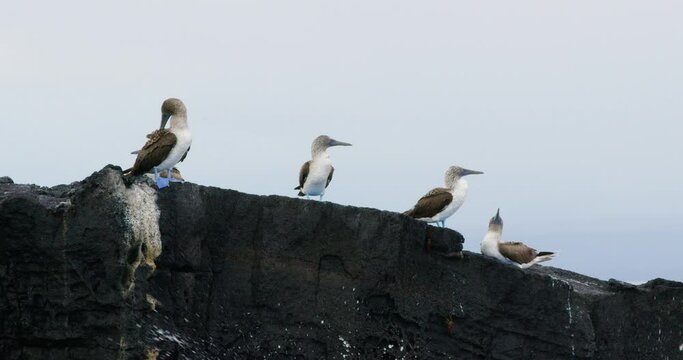 Blue-footed booby Sula nebouxii marine birds on the beach.