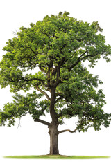 Tree isolated on white background oak
