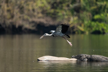 Asian openbill stork (Anastomus oscitans) and The mugger crocodile (Crocodylus palustris)