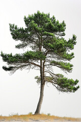 Obraz premium Tree isolated on white background olive