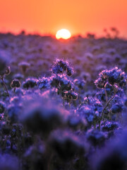 Naklejka premium Phacelia field during sunset