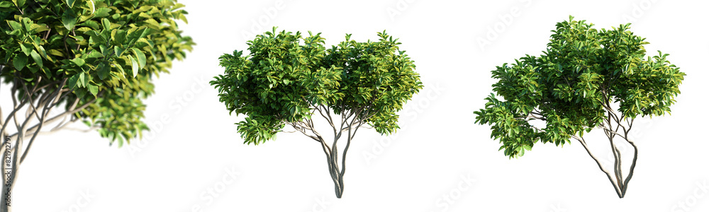 Poster magnolia trees isolated on transparent background with selective focus close-up. 3d render.
