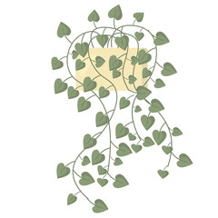 Green houseplant with many little leaves in flower pot isolated on white background