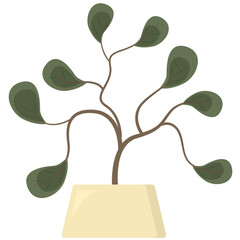 Green houseplant in flower pot isolated on white background