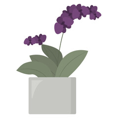Homeplant in flower pot isolated on the white background. Blooming purple orchid. Tropical plant at home