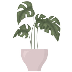 Green houseplant with leaves in flower pot isolated on white background. Monstera in flat style