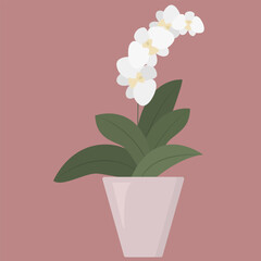 Homeplant in flower pot. Blooming white orchid. Tropical plant at home