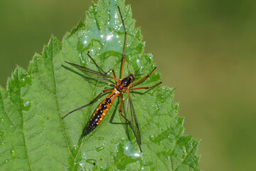 Close up Female crane fly Ctenophora pectinicornis, family Tipulidae on a wet leaf. Dutch Garden, Spring, May	