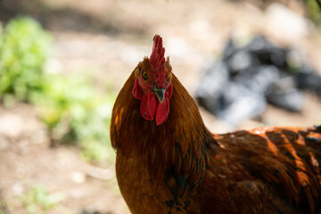 View of the rooster at the farm