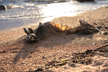 Dead animal on the sea beach