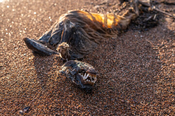 Dead animal on the sea beach