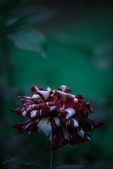 Beautiful red and white flower in full bloom, with vibrant petals unfurled in all directions