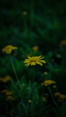 Closeup of yellow dandelion flowers in a lush garden
