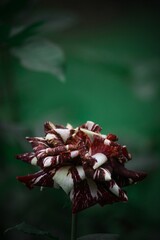 Vertical closeup shot of a beautiful radicchio flower in a garden