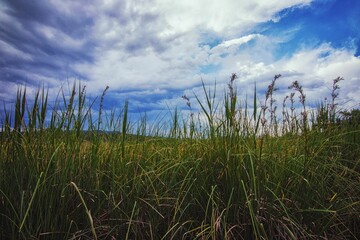 Scenic view of a meadow under a cloudy sky