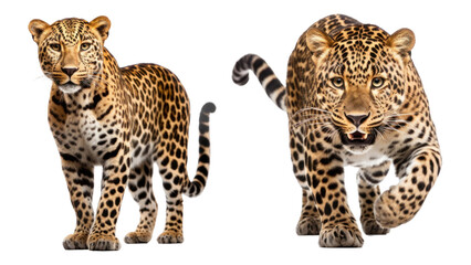 Fototapeta premium Leopard png on transparent background