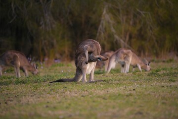 Closeup of a kangaroo on green grass