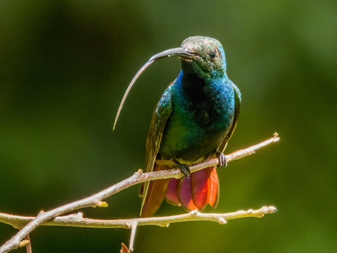 Bronze-tailed Plumeleteer Chalybura urochrysia in Costa Rica