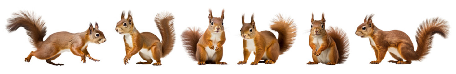 Obraz premium Red squirrels png on transparent background