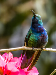 Bronze-tailed Plumeleteer Chalybura urochrysia in Costa Rica